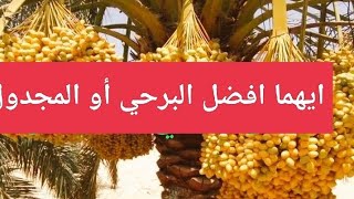 ايهما افضل البرحي أو المجدول ام الصعيدي بالواحات البحرية