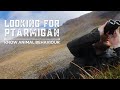 Realities of Wildlife Photography: Know Animal Behaviour (Ptarmigan in the Cairngorms)