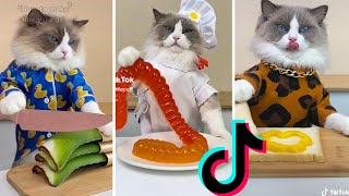 😹🍴 Hilarious Cooking Cat TikTok Videos by That Little Puff 🍴😹