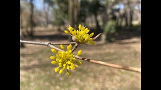 サンシュユ・山茱萸（2024年3月3日）