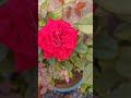 bahute full rose shorts viralvideos rose