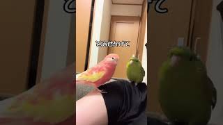 飼い主の右肩でバトルする鳥達のレベルがあがった🐥