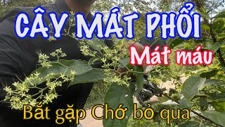 Cây Mát Phổi, KHÍ CAY, Mọc Đầy Đường Nhưng Chớ COI THƯỜNG | CTVC