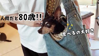 病院から帰ってくると賢くお出迎えしてくれた猫達　760話