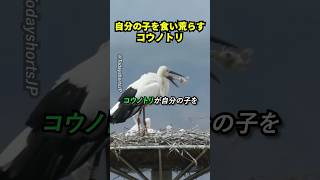 自分の子を食い荒らすコウノトリ