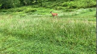 Second Nature - Deer In Boone, NC (Part 1)