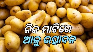 ଆମକୁ ନିଜ ମାଟିରେ ଆଳୁ ଉତ୍ପାଦନ କରିବାକୁ ପଡିବ : କ୍ରାନ୍ତି କୁମାର ସକ୍ସେନା // Patato // Odisha //