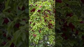 เก็บเชอร์รีพลัมป่า, สวีเดน 🍒 Harvest cherry plums | Varberg, Sweden 🇸🇪