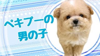 ハーフ犬・ペキプーの子犬　（平野瓜破）