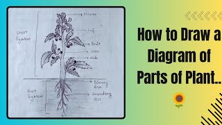 How to draw a diagram of Parts of Plant🌻||easy way to draw a diagram of Parts of Plant 🌻🌻