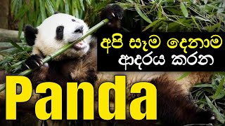 Pandas in China චීනයේ පැන්ඩාලා | Miniththuwe wishwakoshaya | minuteKT