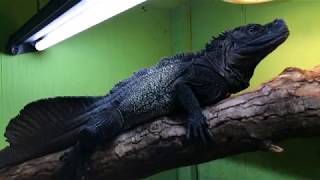 Sailfin dragon enclosures