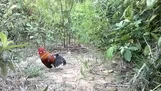 Pikat ayam hutan 2017