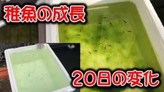 【メダカ　稚魚の成長】　大きめの容器に移して２０日間でどのくらい成長するものなのか？