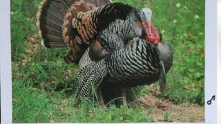 Fall Migration 2020