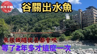 【苦花】谷關出水魚，等好久了！｜只要找對地方隨便釣都有，出水魚真是餓瘋了｜Fishing