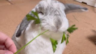 飼い主はうさぎさんからの信頼を取り戻さなければいけないようです…【ホーランドロップイヤー】