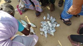 காரல் மீன் ஏலம் 🐟 இடம் புதிய துறைமுகம் தூத்துக்குடி... #fishing #thoothukudi #beach