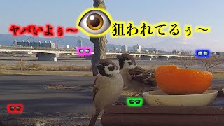 🦜🌅ヤバいよぅ〜👁️狙われてるぅ〜🕶️❣️👓🌈 癒しの野鳥食堂 🏠 頑菊のひよどり食堂2023 🕊Gangiku's bulbul dining room 🦅 🍍二（自然と野鳥の🎼•BGM）