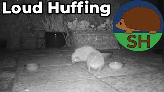 Somerset Hedgehogs - Loud Huffing