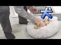 犬との別れが辛いパパがとった行動がこちら【朝の様子】