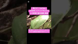 【ASMR】ミナミアオカメムシの繁殖行動を撮影・観察 #love #matingseason #courtship #昆虫 #god #insects #カメムシ #구애행동  #한국어asmr