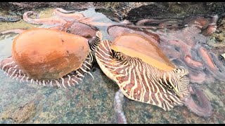 雨天成群的巨型海货都爬上岸，个个都长得肉质饱满，阿明直接抓爆桶