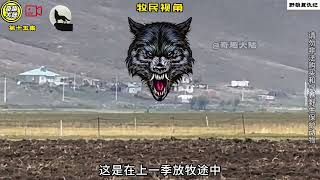 【野狼复仇记第五季】第十五集，野狗群突袭犬舍，复仇野狼的打手