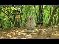 수리산 무성봉*힐링산책 수리산역~철쭉동산~무성봉~임도오거리~수리산역으로 원점회귀