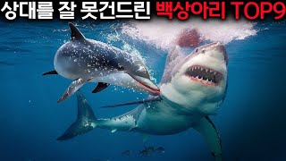 상대를 잘못 건드린 백상아리의 끔찍한 결말