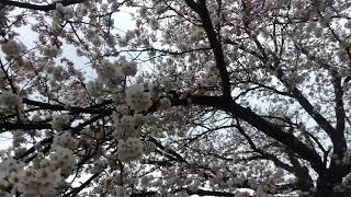 ウェザーリポート動画0404@新潟県長岡市　17時50分(雨に濡れるマイ桜)kazu