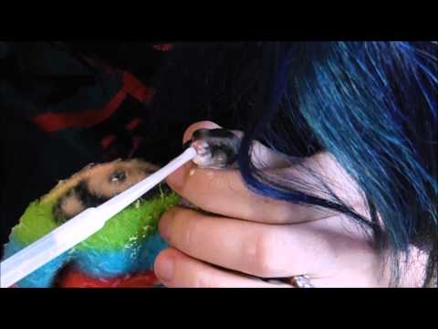 hand raising and feeding a baby sugar glider (joey) hand raising and feeding a baby sugar glider (joey)