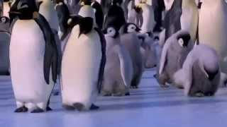 Beautiful penguins falling