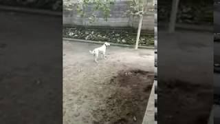 バリ犬まんじゅを預ける１