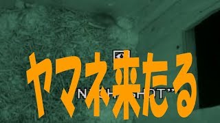 ニホンヤマネ、フクロウ巣箱を訪巣　2015年6月6日