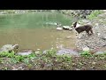 犬11頭🐶で池のある大自然ドッグラン【かしも愛犬村】へ遊びに行きました！