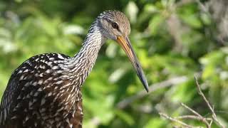 Limpkin Scream/Screech