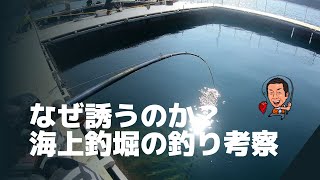 誘いで釣れる３つの理由【海上釣堀釣考動画】