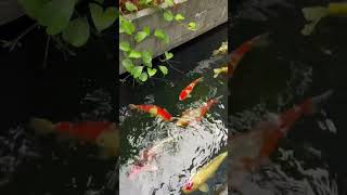 Minimalist 🌱 Koi Pond