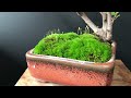 what happened my moss 我的青苔怎麼了？😱😱😱moss garden by cherie chi2022年12月3日