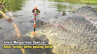 Spot yang mengerikan..!! senar sampai putus pancing patah full nila babon besar