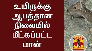 உயிருக்கு ஆபத்தான நிலையில் மீட்கப்பட்ட மான் | Thanthi TV