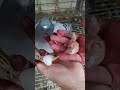 my crazy pigeons egg hatching time