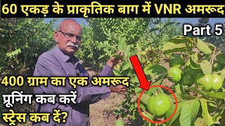 VNR Amrud ki kheti l Subhash Palekar Natural Farming | Part 5