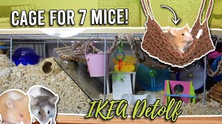 Large IKEA Detolf Mouse Cage Tour + Cute Mice | Mouse Care