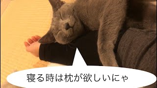 よく寝る猫の寝相いろいろ