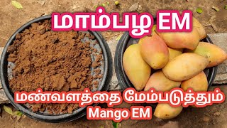 மாம்பழ EM செய்முறை....(Mango EM )பழங்களின் ராஜா...