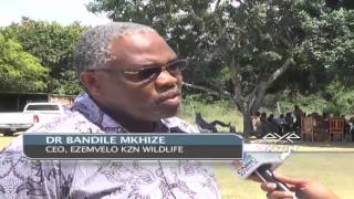 Traditional African celebration of the harvesting of Marula fruit