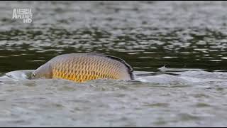 Как происходит нерест обыкновенного карпа (Cyprinus carpio carpio) в реке Луара во Франции ?