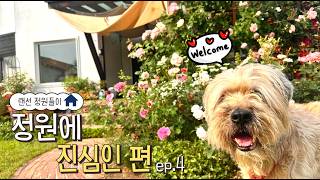 🏡랜선 정원들이 │ 양평서정이네🌹 정원에 진심인편 ep.4